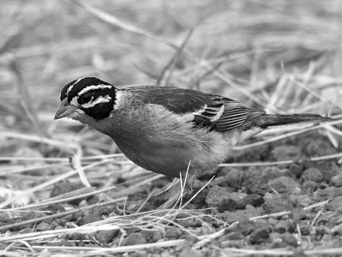 Discovering the Golden-Breasted Bunting - Tanzania’s Avian Treasure