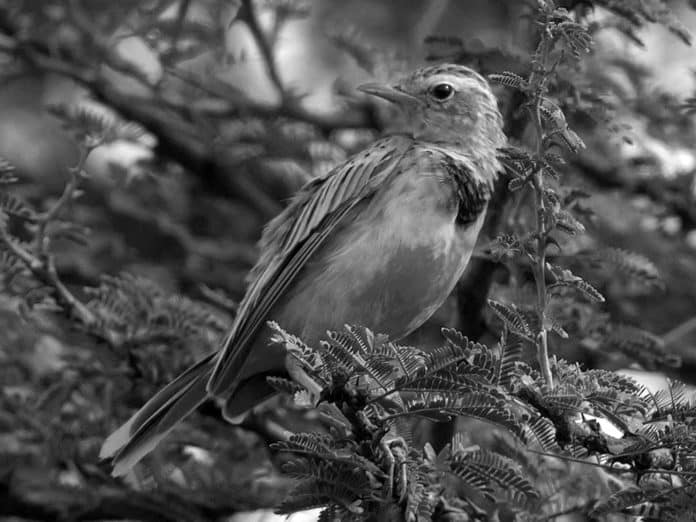 Discovering the Golden Pipit - Tanzania’s Shimmering Avian Marvel