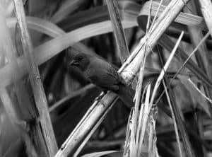 Discovering the Habitat of the Lesser Seedcracker in Tanzania