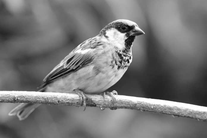 Discovering the House Sparrow - Tanzania’s Avian Commoner