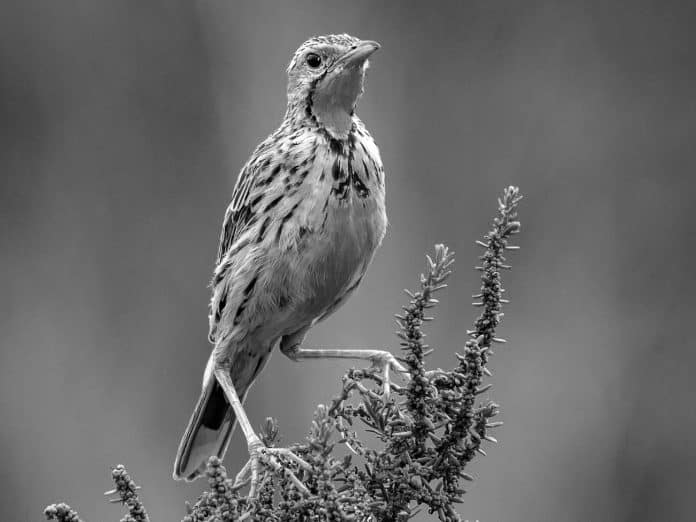 Discovering the Pangani Longclaw - Tanzania’s Avian Treasure