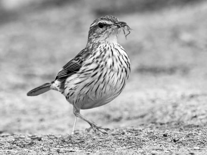 Discovering the Striped Pipit - Tanzania’s Avian Striped Marvel