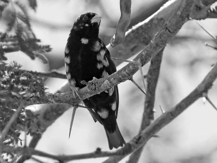 Discovering the Variable Indigobird - Tanzania’s Avian Chameleon