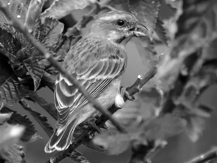 Discovering the Yellow-Fronted Canary - Tanzania’s Avian Canary