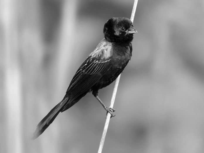 Discovering the Yellow-Mantled Widowbird - Tanzania’s Radiant Avian Jewel