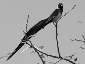 Ecosystem Importance - Tanzania’s Eastern Paradise-Whydah