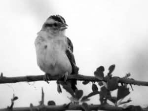 Ecosystem Role - Variable Indigobird in Tanzania