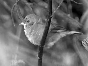 Embrace the Beauty - Brown Firefinch Adventures in Tanzania