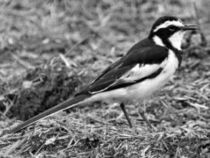 Explore the Habitat - African Pied Wagtail in Tanzania