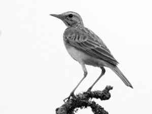 Explore the Habitat - African Pipit in Tanzania