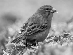 Explore the Habitat - Brimstone Canary’s Home in Tanzania