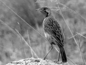 Explore the Habitat - Fülleborn’s Longclaw in Tanzania