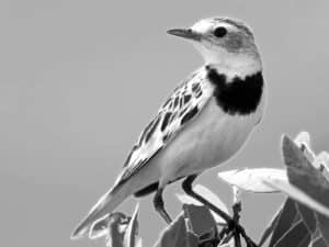 Explore the Habitat - Golden Pipit in Tanzania