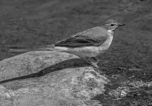 Explore the Habitat House Sparrow in Tanzania