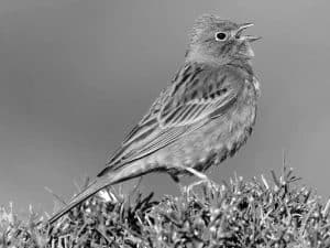 Explore the Habitat - Ortolan Bunting’s Home