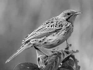 Explore the Habitat - Pangani Longclaw in Tanzania