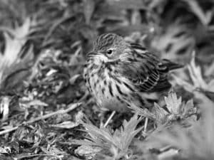 Explore the Habitat - Red-Throated Pipit in Tanzania