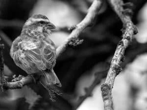 Explore the Habitat - Reichenow’s Seedeater in Tanzania