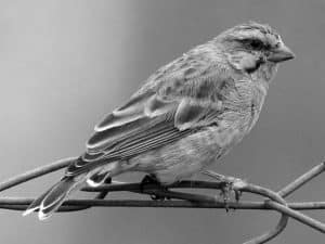 Explore the Habitat Yellow-Fronted Canary in Tanzania