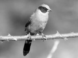 Explore the Habitat of the Black-Cheeked Waxbill in Tanzania