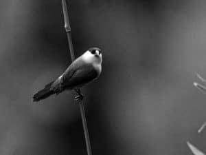 Explore the Habitat of the Black-Crowned Waxbill in Tanzania