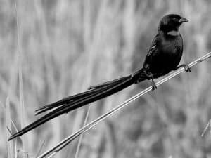 Explore the Habitat of the Red-Collared Widowbird in Tanzania