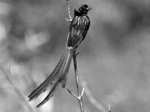 Exploring Habitats Where to Find the Red-Cowled Widowbird in Tanzania