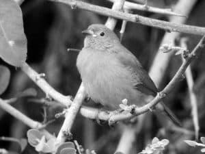 Exploring Jameson’s Firefinch - Habitat in Tanzania