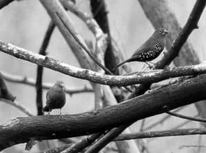 Exploring Peter’s Twinspot - Habitat in Tanzania