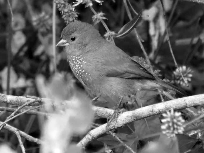 Exploring the Beautiful Brown Firefinch in Tanzania - A Visual Delight