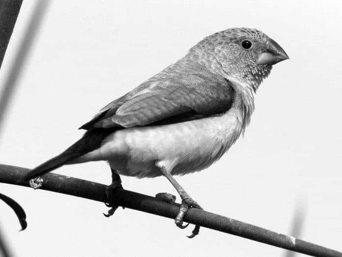 Exploring the Beauty of African Silverbill in Tanzania - A Rare Encounter with Nature