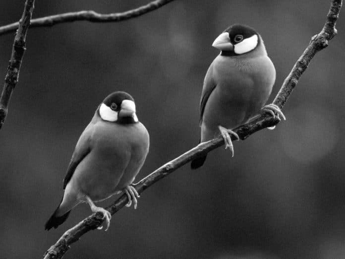 Exploring the Beauty of Java Sparrows in Tanzania - A Guide to Spotting these Exquisite Birds