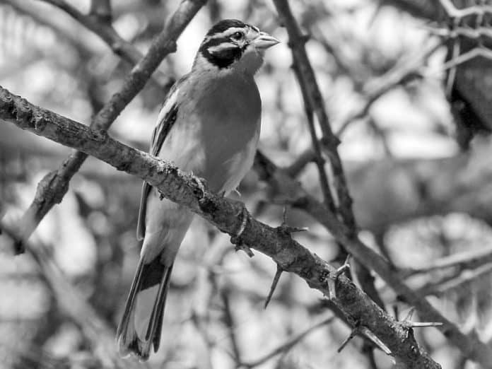 Exploring the Beauty of Somali Bunting in Tanzania - A Rare Sight to Behold