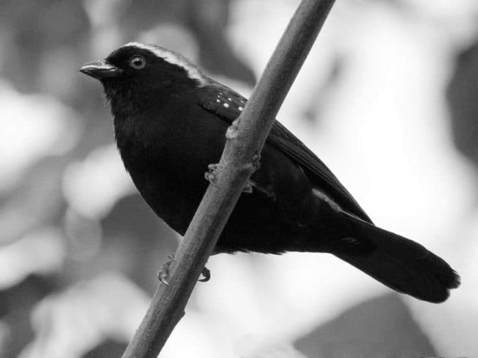 Exploring the Enchanting Gray-Headed Nigrita in Tanzania - A Birdwatcher’s Delight