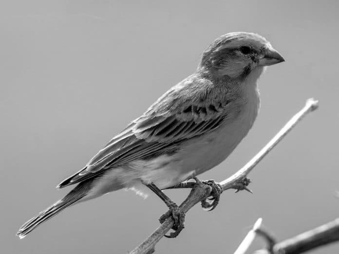 Exploring the Enchanting White-Bellied Canary in Tanzania - A Guide to This Rare Avian Beauty