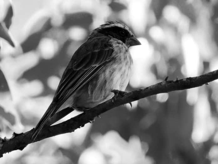 Exploring the Enigmatic Black-Eared Seedeater in Tanzania - A Rare Avian Delight