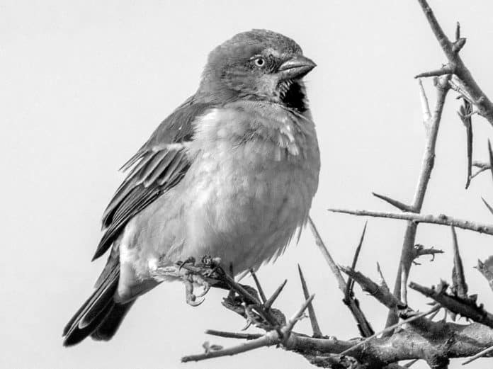 Exploring the Fascinating Presence of Kenya Rufous Sparrow in Tanzania - A Rare Encounter