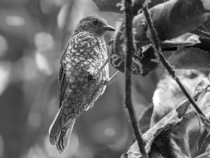 Exploring the Fascinating World of Jameson’s Antpecker in Tanzania - A Rare Avian Marvel