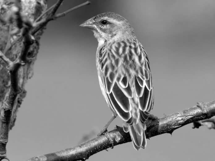 Exploring the Fascinating World of Red-billed Quelea in Tanzania - A Closer Look at Africa’s Most Abundant Bird Species