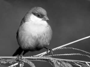 Exploring the Natural Habitat of the Common Waxbill Across Tanzania