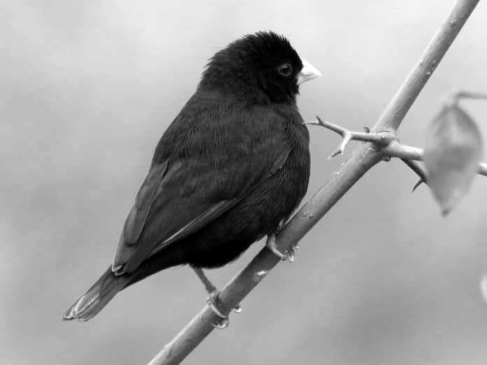 Exploring the Vibrant Beauty of the Green Indigobird in Tanzania