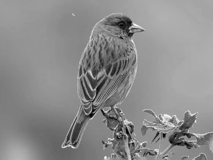 Exploring the Vibrant World of the Southern Citril in Tanzania - A Guide to this Colorful Bird’s Habitat and Behaviors