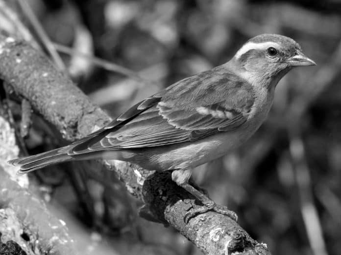 Exploring the Vibrant World of the Yellow-Throated Bush Sparrow in Tanzania