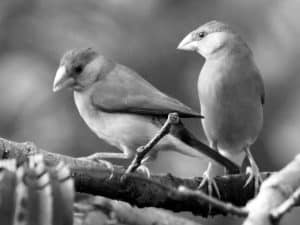 Fascinating Behaviors - The Mating Habits of Java Sparrows in Tanzania