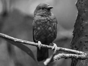 Fascinating Facts - Get to Know Tanzania’s Jameson’s Antpecker