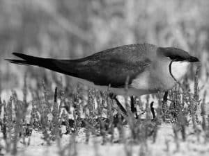 Feast in Wetlands - The Diet of the Black-Winged Pratincole in Tanzania