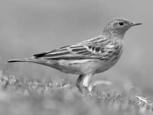 Field Guide - Identifying the Red-Throated Pipit