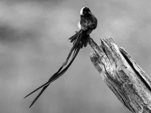 Folklore and Facts - The Eastern Paradise-Whydah in Tanzania