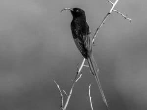 Golden Habitat - Home of the Golden-Winged Sunbird in Tanzania