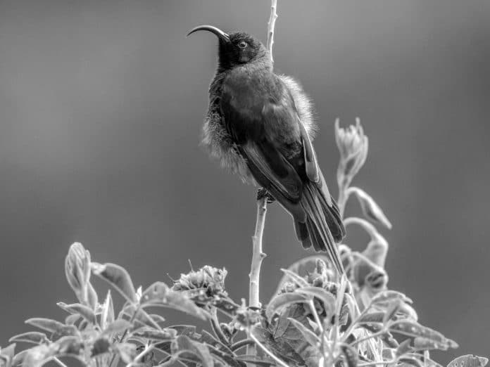 Golden-Winged Sunbird - Tanzania’s Golden Glory in Flight